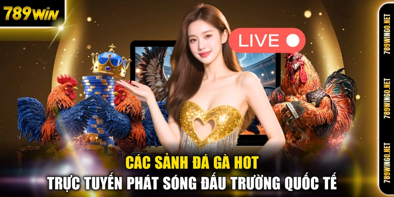 Các sảnh đá gà hot trực tuyến phát sóng đấu trường quốc tế